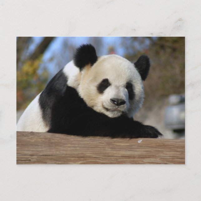 Cartão Postal PandaM011 (Frente)