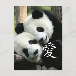Cartão Postal Pandas Gigantes Amorosos Chineses