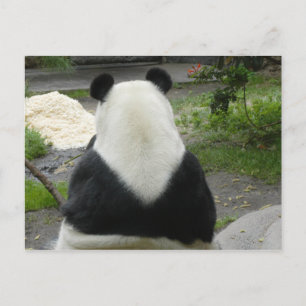 Cartão Postal PandaSD002