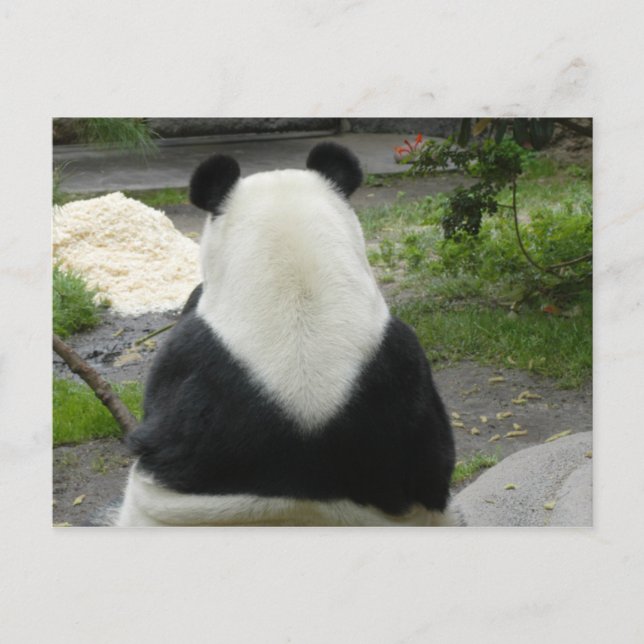 Cartão Postal PandaSD002 (Frente)