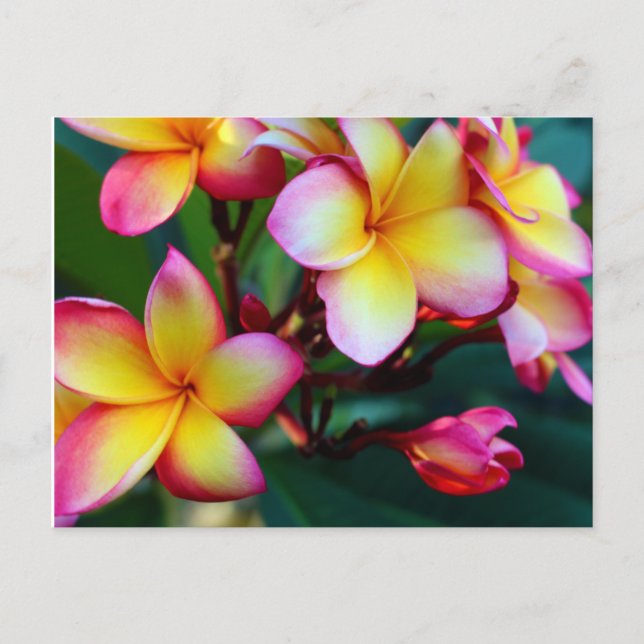 Cartão Postal paniciapotluck florescente plumeria postcard (Frente)