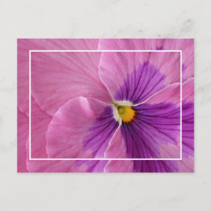 Cartão postal Pansie Bonito