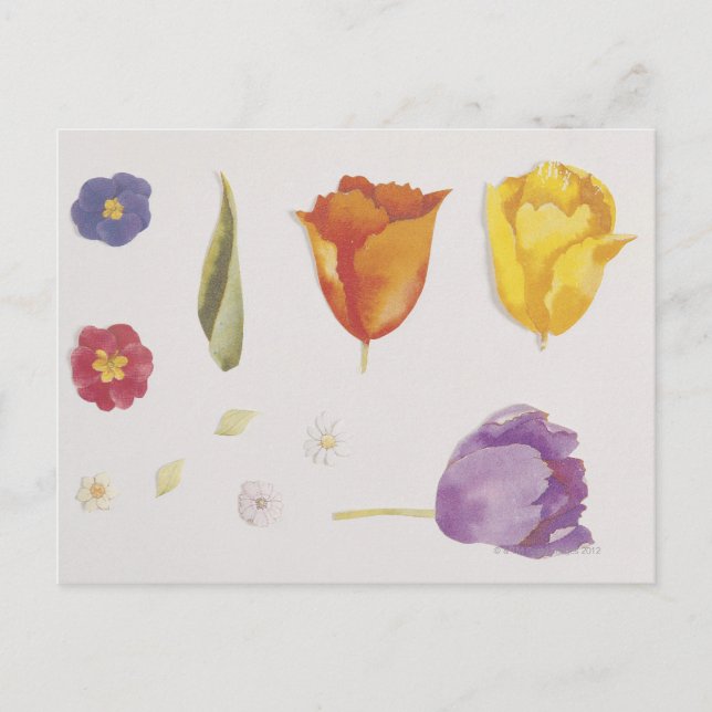 Cartão Postal Pansies e Tulipas (Frente)