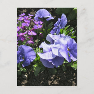 Cartão Postal Pansies roxos tímidos