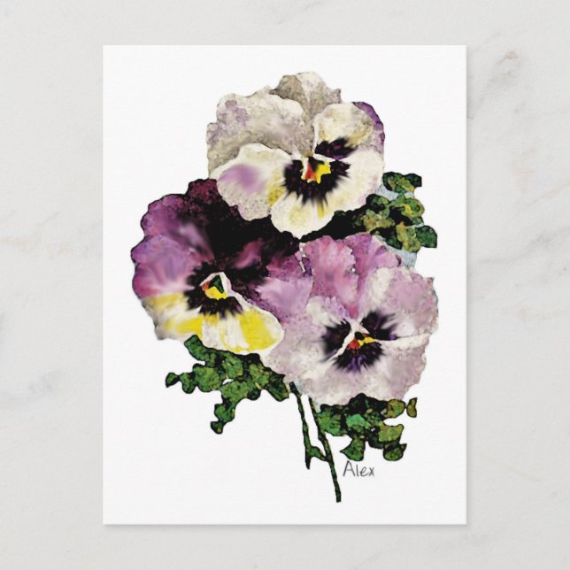 Cartão Postal Pansy (Frente)
