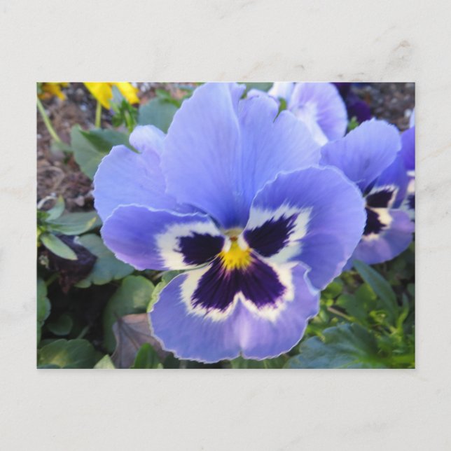 Cartão Postal Pansy (Frente)