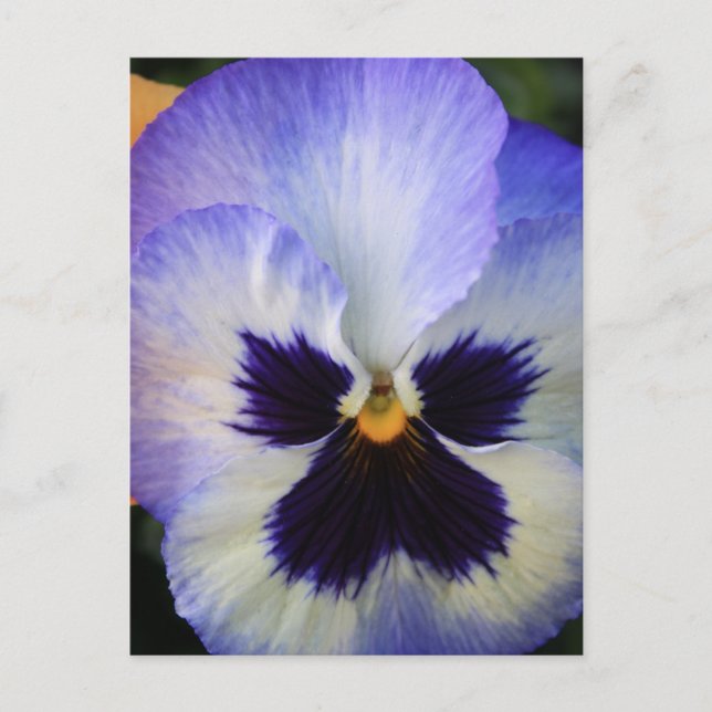 Cartão Postal Pansy (Frente)