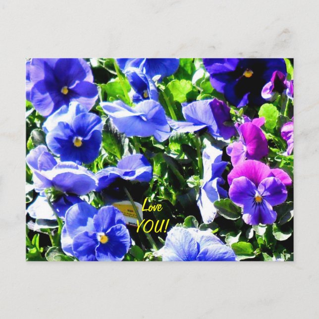 Cartão Postal Pansy do Home Depot (Frente)