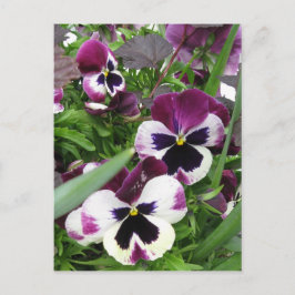 Cartão postal Pansy Garden