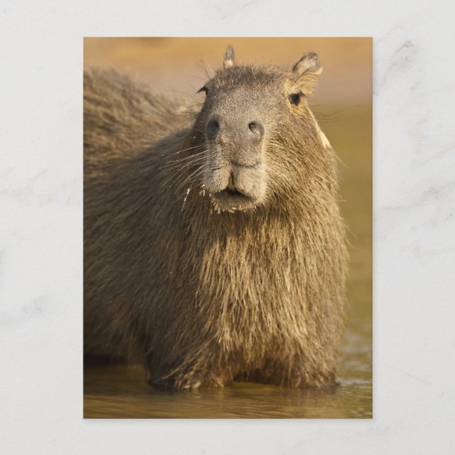 Cartão Postal Pantanal, Brasil, Capybara, Hidrochoerus (Frente)
