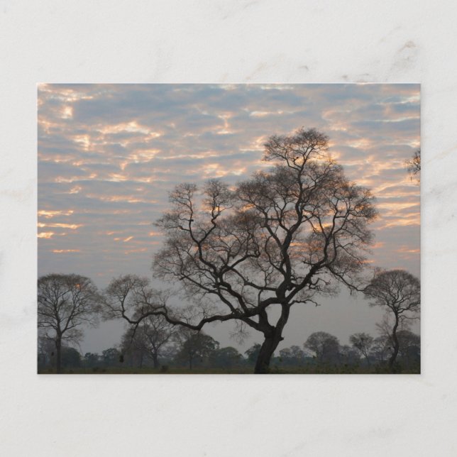 Cartão Postal Pantanal Wetlands | América do Sul, Brasil (Frente)