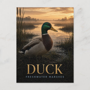 Cartão Postal Pântanos de Água Doce de Pato Vida Selvagem ANIMAL