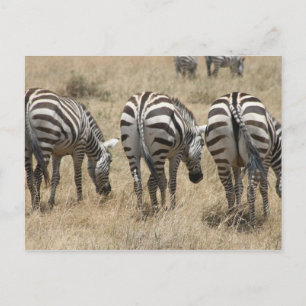 Cartão Postal pântanos-zebra