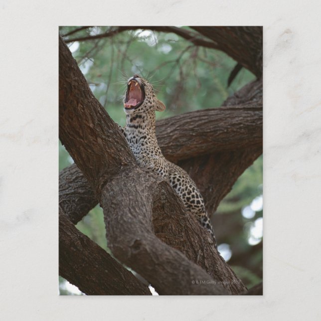 Cartão Postal Pantera (Frente)