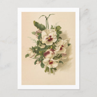 Cartão Postal: Panteras brancas e roxas