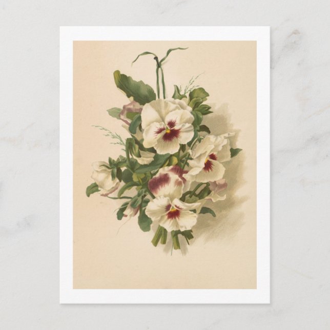 Cartão Postal: Panteras brancas e roxas (Frente)