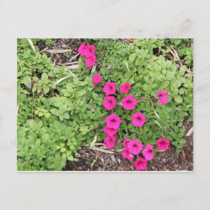 Cartão Postal Panteras Rosa