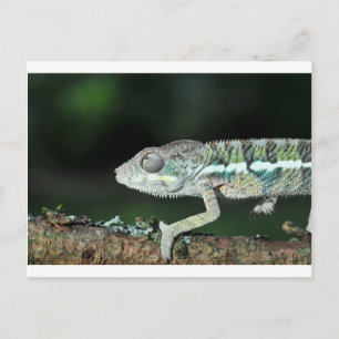 Cartão Postal panther chameleon