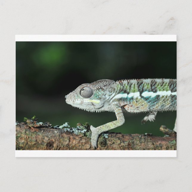 Cartão Postal panther chameleon (Frente)