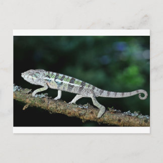 Cartão Postal panther chameleon