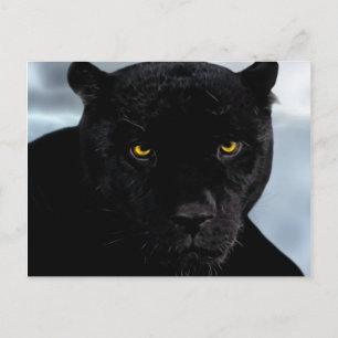 Cartão Postal Panthera preto