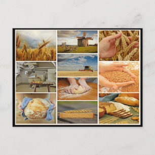 Cartão Postal pão de assar pastos de trigo colagem de massa