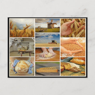 Cartão Postal pão de assar pastos de trigo colagem de massa