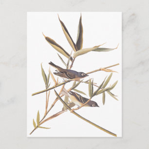 Cartão Postal Papa-moscas-solitário-de-Audubon