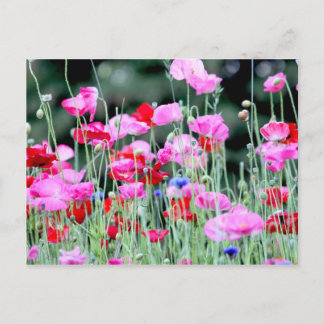 Cartão Postal Papagaias Vermelhas e Rosa