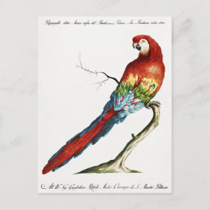 Cartão Postal Papagaio