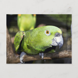 Cartão Postal Papagaio