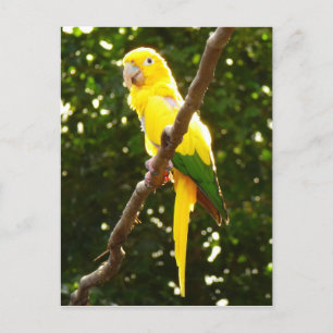 Cartão Postal Papagaio Amarelo