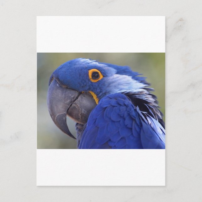 Cartão Postal Papagaio Azul (Frente)