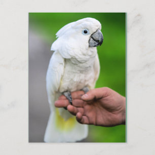 Cartão Postal Papagaio Branco Cacatua