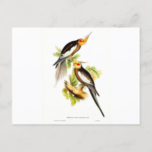Cartão Postal Papagaio Cacatua