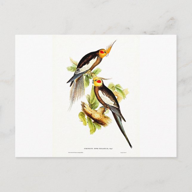 Cartão Postal Papagaio Cacatua (Frente)