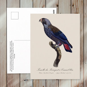 Cartão Postal Papagaio-chumbo, Pionus fuscus