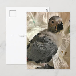 Cartão Postal Papagaio-cinza africano, Cartão-postal
