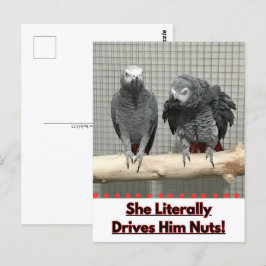 Cartão Postal Papagaio-Cinza africano, Posto-Passagem