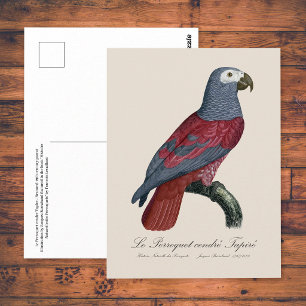 Cartão Postal Papagaio Cinzento Africano Fator Vermelho Psittacu