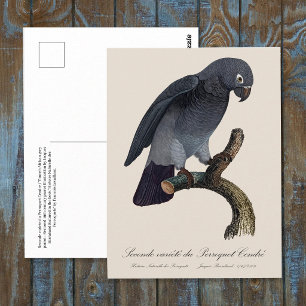 Cartão Postal Papagaio-Cinzento-de-Timneh, Psittacus Timneh