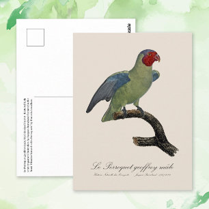 Cartão Postal Papagaio-de-bochecha-vermelha-macho, Geoffroyus ge