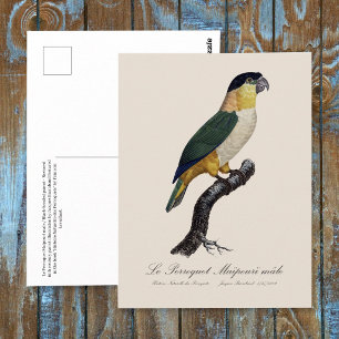 Cartão Postal Papagaio de Cabeça Preta Macho, Pionites Melanocep
