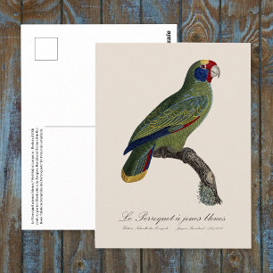 Cartão Postal Papagaio-de-cauda-vermelha, Amazona Brasiliensis