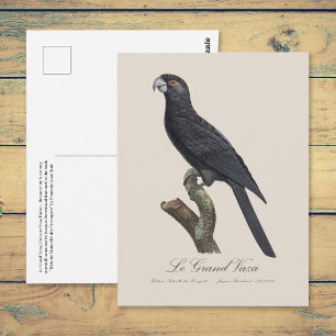 Cartão Postal Papagaio-de-vasa-maior, Coracopsis Vasa Ilustração