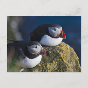 Cartão Postal Papagaio-do-mar atlântico (arctica do Fratercula)