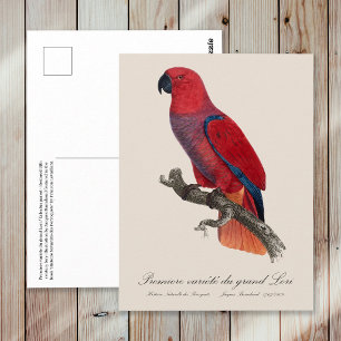 Cartão Postal Papagaio Eclectus de Vosmaer, Eclectus Roratus Vos