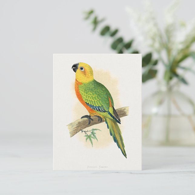 Cartão Postal Papagaio, Jendaya Conure, (Em pé/Frente)