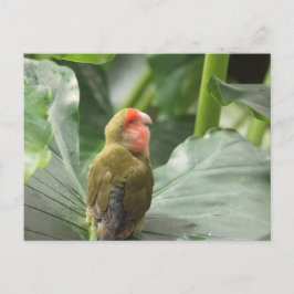 Cartão Postal Papagaio Pequeno