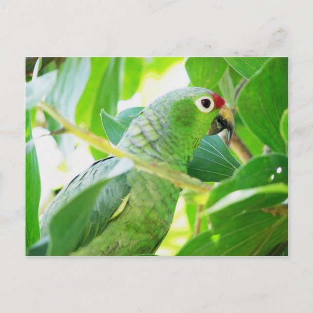 Cartão Postal Papagaio, Rio Chagres, Panamá (Frente)